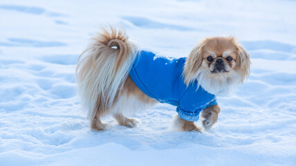 Small Dog Wearing Winter Clothes Playing in Snow on a Cold Sunny Day. Concept of pet clothing, dog cold protection, small dog care, winter safety, animal health, cozy lifestyle and responsible pet own