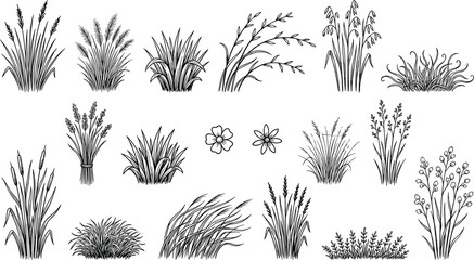 Black wild grass silhouettes bundle, cattail reed collection, meadow plant icons, botanical vector elements, fern leaf foliage, swamp © MdHasan