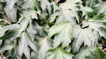 Dense green ivy leaves with visible white veins forming a natural botanical background in a garden