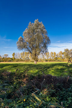 Silber-Weide (Salix Alba), im Herbst, Senne, Bielefeld, Nordrhein-Westfalen