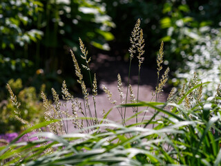 Koeleria plant , or slender -legged grass is a genus of perennial herbs with narrowly linear leaf blades