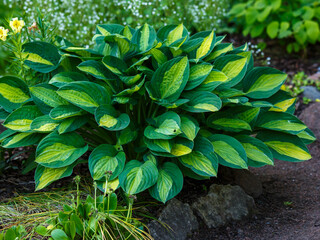 Green bush Hosta. Hosta leaves. Beautiful Hosta leaves background. Hosta - an ornamental plant for landscaping park and garden design