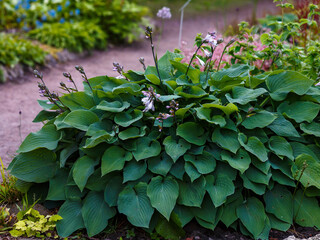 Green bush Hosta hybride Blue Angel.. Hosta leaves. Beautiful Hosta leaves background. Hosta - an ornamental plant for landscaping park and garden design