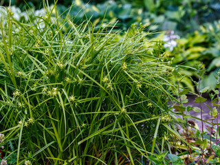 Green color Carex Grayi plants in a garden. Carex grayi, commonly known as Gray's sedge, is a species of flowering plant in the sedge family, Cyperaceae