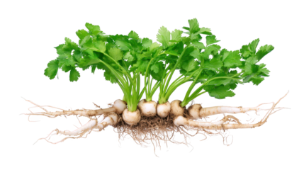 Green parise roots exhibit natural growth bundle of green parise roots shows earthy texture