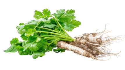 Fresh green parsley awaits culinary use harvested green parsley displays natural beauty