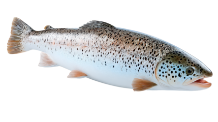 Spotted fish swims in aquatic environment fish exhibits distinct spots across its body surface