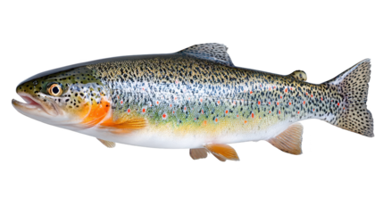 Spotted fish swims in aquatic environment fish displays distinct spots across its body