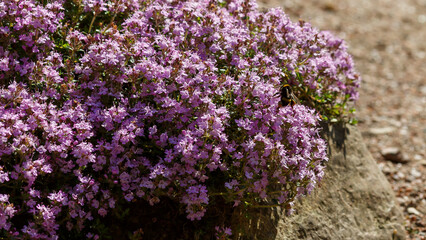 Bumblebee on flowers of thyme. Thyme covering a rock on an alpine slide. Thymus is a genus of the family Lamiaceae 