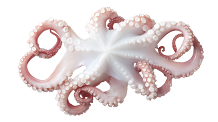Pink and white octopus explores its aquatic environment creature s distinct coloration thrives in watery habitat