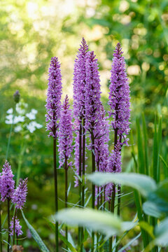 Dactylorhiza baltica are blooming in summer tiem