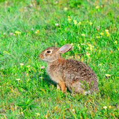 Fototapeta premium Small brown rabbit sitting alertly in a vibrant green grassy field dotted with tiny yellow wildflowers on transparent background
