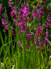 Thin skewer, or thin Gladiolus ( lat. Gladiolus tenuis ) is a perennial herbaceous plant