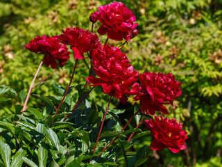 Beautifu red blooming peonies of the Chippewa variety in the spring garden