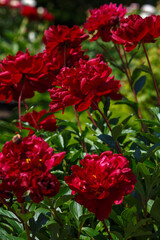 Beautifu red blooming peonies of the Chippewa variety in the spring garden