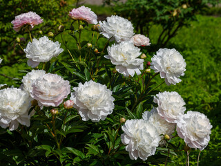 Beautiful white blooming peonies of the Snow Cloud variety in the spring garden
