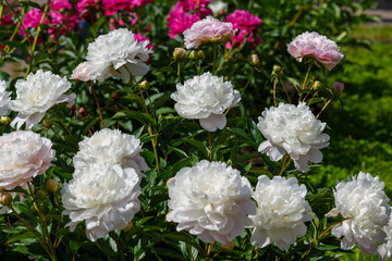 Beautiful white blooming peonies of the Snow Cloud variety in the spring garden