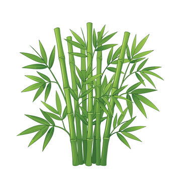 Green Bamboo Stalks with Leaves Illustration.