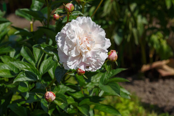 The blooming of beautiful white peonies (Paeonia Gene Wild) in the spring garden.i