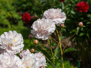 The blooming of beautiful white peonies (Paeonia Gene Wild) in the spring garden.i