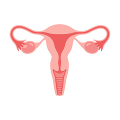 Female reproductive system diagram: uterus, ovaries, fallopian tubes. Medical illustration.