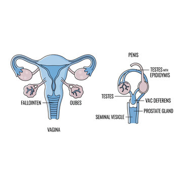 Female and Male Reproductive System Anatomy Diagram, Isolated on White Background