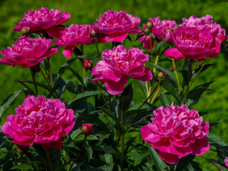 Beautiful purple peonies  (Paeonia Better Time) are blooming in the garden  Nature wallpaper.