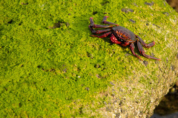 Rock crab Grapsus adscensionis. Arinaga. Aguimes. Gran Canaria. Canary Islands. Spain.