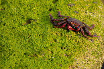 Rock crab Grapsus adscensionis. Arinaga. Aguimes. Gran Canaria. Canary Islands. Spain.