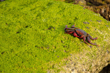 Rock crab Grapsus adscensionis. Arinaga. Aguimes. Gran Canaria. Canary Islands. Spain.