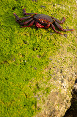 Rock crab Grapsus adscensionis. Arinaga. Aguimes. Gran Canaria. Canary Islands. Spain.