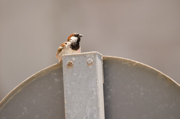 Male house sparrow Passer domesticus domesticus. Arinaga. Aguimes. Gran Canaria. Canary Islands. Spain.