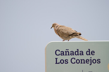 Collared dove Streptopelia sp cooing on an information sign. Arinaga. Aguimes. Gran Canaria. Canary...