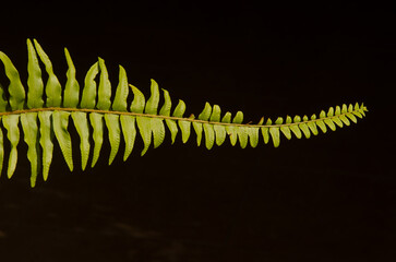 Frond of sword fern Nephrolepis exaltata. Las Palmas de Gran Canaria. Gran Canaria. Canary Islands. Spain.