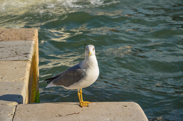 a white-gray seagull on the shore in Venice