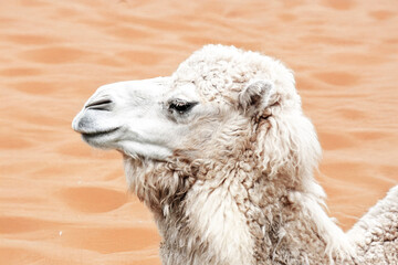 Dromadaire - Camelus dromedarius - en portrait de profil