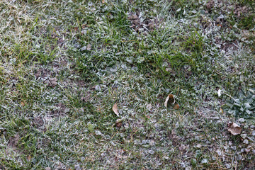 Close up of frozen grass and fallen autumn leaves on a cold winter morning. The frost covers the gre