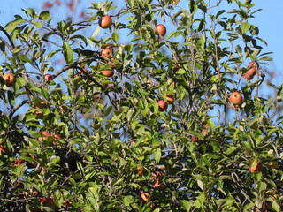 natural green plants environment photo	