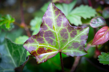 green leafed bindweed on the wall