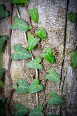 green leafed bindweed on the wall
