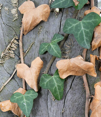 green leafed bindweed on the wall