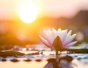 Pale pink water lily blooms against a glowing sunset