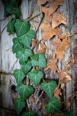 green leafed bindweed on the wall