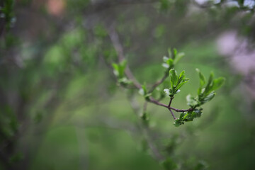 Summer landscape, lush green vegetation and nature.