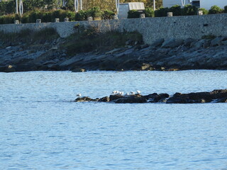  İnce gagalı martı Slender-billed gull in the sea