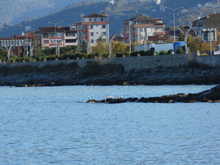  İnce gagalı martı Slender-billed gull in the sea