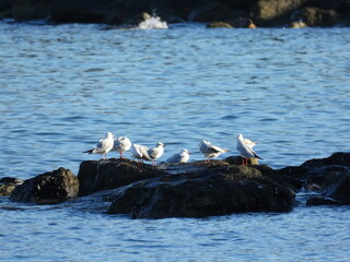  İnce gagalı martı Slender-billed gull in the sea
