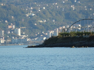 natural green plants environment photo	