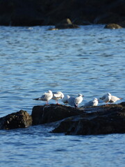  İnce gagalı martı Slender-billed gull in the sea