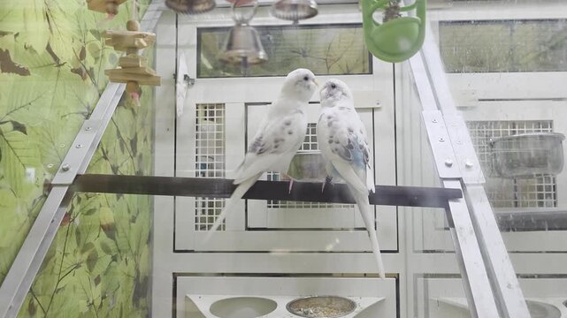 Various Birds for Sale Inside of Pet Store